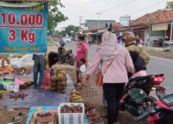 Murah Meriah, Salak Rp 10.000 / 3 kg Laris Diserbu Pembeli