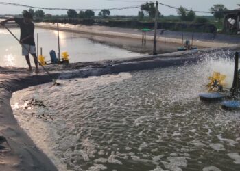 Intensitas Hujan Tinggi, Petambak Khawatir Merugi