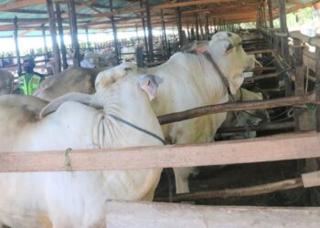 Bukan Pagaden, Ini 7 Kecamatan Dengan Populasi Sapi Terbanyak di Kabupaten Subang