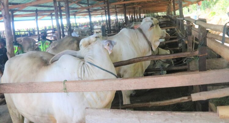 Bukan Pagaden, Ini 7 Kecamatan Dengan Populasi Sapi Terbanyak di Kabupaten Subang