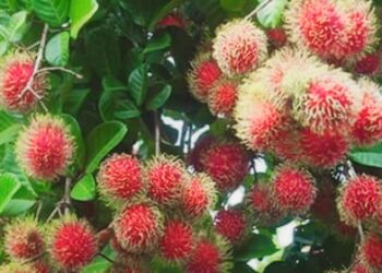 Subang Tidak Masuk 7 Besar Penghasil Rambutan di Jawa Barat, Cek Juaranya di Sini