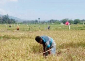 Juaranya Bukan Subang Atau Cianjur, 10 Daerah Penghasil Padi Terbanyak di Jabar
