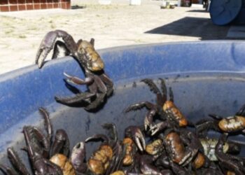 Kisah Qabil, Habil dan Kepiting