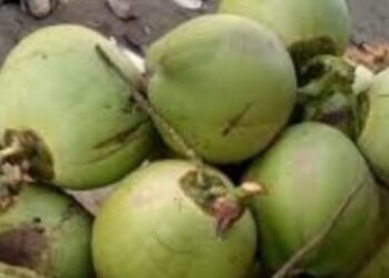 Ada Subang tapi bukan Juaranya, 10 Daerah Penghasil Kelapa Terbanyak di Jabar