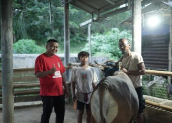 JETLI, Sapi Kurban Berbobot 500kg Asal Subang pilihan Bang Ara untuk TMP Jawa Barat