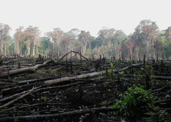 Waspada Deforestasi Saat Tahun Politik