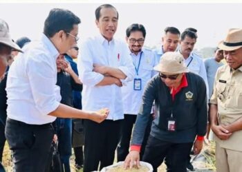 Ruhimat Dampingi Jokowi pada Panen Raya Padi di Ciasem Subang