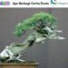 Asal Usul Bonsai