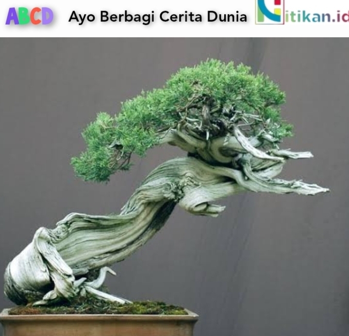 Asal Usul Bonsai