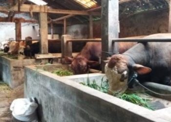 Berapakah Ukuran Ideal Kandang untuk Binatang? Berikut Penjelasannya