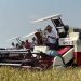 Sempat Jajal Combine Panen Padi, Zulhas Janjikan 1.300 Ton Pupuk Subsidi ke Petani Subang