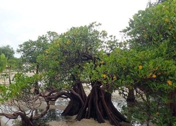 Mangrove, Si Tangguh Penjaga Pesisir Bumi