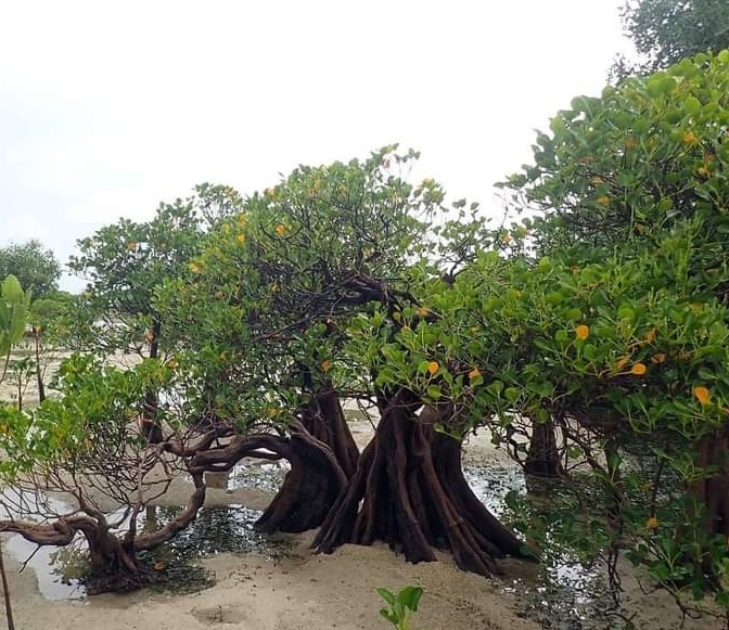 Mangrove, Si Tangguh Penjaga Pesisir Bumi