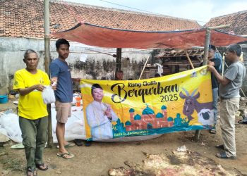 Kang Galih Kartasasmita Salurkan 12 Ekor Sapi Kurban di Tiga Kabupaten