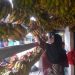 Dua Puluh Tahun Menjual Pisang, Menjaga Kemandirian