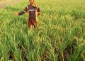 Petani Pantura Subang Harapkan Normalisasi Saluran SS Pangarengan