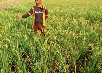 Petani Pantura Subang Harapkan Normalisasi Saluran SS Pangarengan