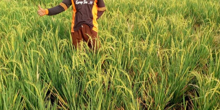 Petani Pantura Subang Harapkan Normalisasi Saluran SS Pangarengan