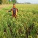 Petani Pantura Subang Harapkan Normalisasi Saluran SS Pangarengan